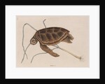 Green sea turtle by Mark Catesby