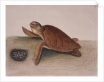 Hawksbill sea turtle by Mark Catesby