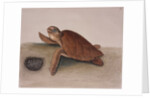 Hawksbill sea turtle by Mark Catesby