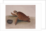 Hawksbill sea turtle by Mark Catesby
