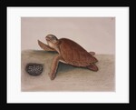 Hawksbill sea turtle by Mark Catesby