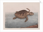 Loggerhead sea turtle by Mark Catesby