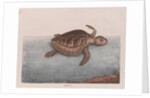 Loggerhead sea turtle by Mark Catesby