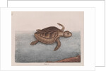 Loggerhead sea turtle by Mark Catesby
