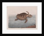 Loggerhead sea turtle by Mark Catesby