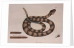 Rattlesnake by Mark Catesby