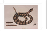 Rattlesnake by Mark Catesby