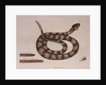 Rattlesnake by Mark Catesby