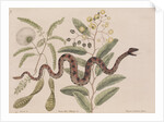 Small rattlesnake by Mark Catesby