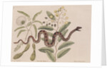Small rattlesnake by Mark Catesby