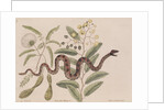 Small rattlesnake by Mark Catesby