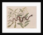 Small rattlesnake by Mark Catesby