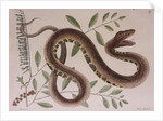 Pit viper by Mark Catesby