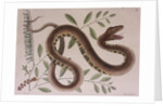 Pit viper by Mark Catesby