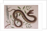 Pit viper by Mark Catesby