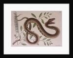 Pit viper by Mark Catesby