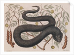Eastern hog-nosed snake by Mark Catesby