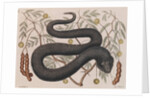 Eastern hog-nosed snake by Mark Catesby