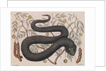 Eastern hog-nosed snake by Mark Catesby