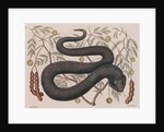 Eastern hog-nosed snake by Mark Catesby