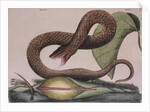 Eastern hog-nosed snake by Mark Catesby