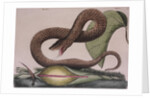 Eastern hog-nosed snake by Mark Catesby