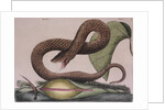 Eastern hog-nosed snake by Mark Catesby