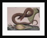 Eastern hog-nosed snake by Mark Catesby