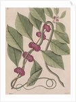 Copperbelly water snake by Mark Catesby