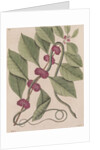 Copperbelly water snake by Mark Catesby