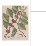 Copperbelly water snake by Mark Catesby