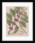 Copperbelly water snake by Mark Catesby