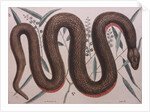 Rough green snake by Mark Catesby