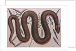 Rough green snake by Mark Catesby