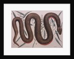 Rough green snake by Mark Catesby