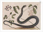 Black rat snake by Mark Catesby