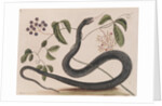 Black rat snake by Mark Catesby