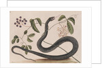 Black rat snake by Mark Catesby