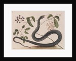 Black rat snake by Mark Catesby