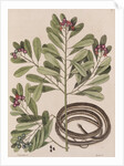 Ribbon snake by Mark Catesby