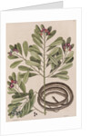 Ribbon snake by Mark Catesby