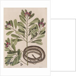 Ribbon snake by Mark Catesby