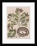 Ribbon snake by Mark Catesby