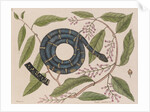 Kingsnake by Mark Catesby