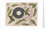 Kingsnake by Mark Catesby