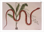 Corn snake by Mark Catesby