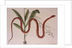 Corn snake by Mark Catesby
