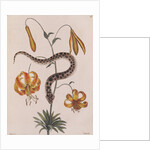 Eastern hog-nosed snake by Mark Catesby