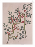 Smooth green snake by Mark Catesby
