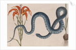 Eastern mud snake by Mark Catesby